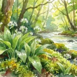 Bärlauch sammeln Freising: Die besten Tipps & Orte Frische grüne Blätter beim Bärlauch sammeln Freising im Wald.